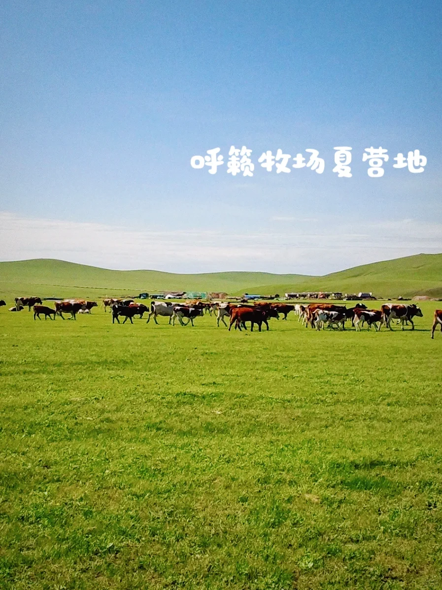 来自草原的90后牧场主说一说羊肉行业的秘密