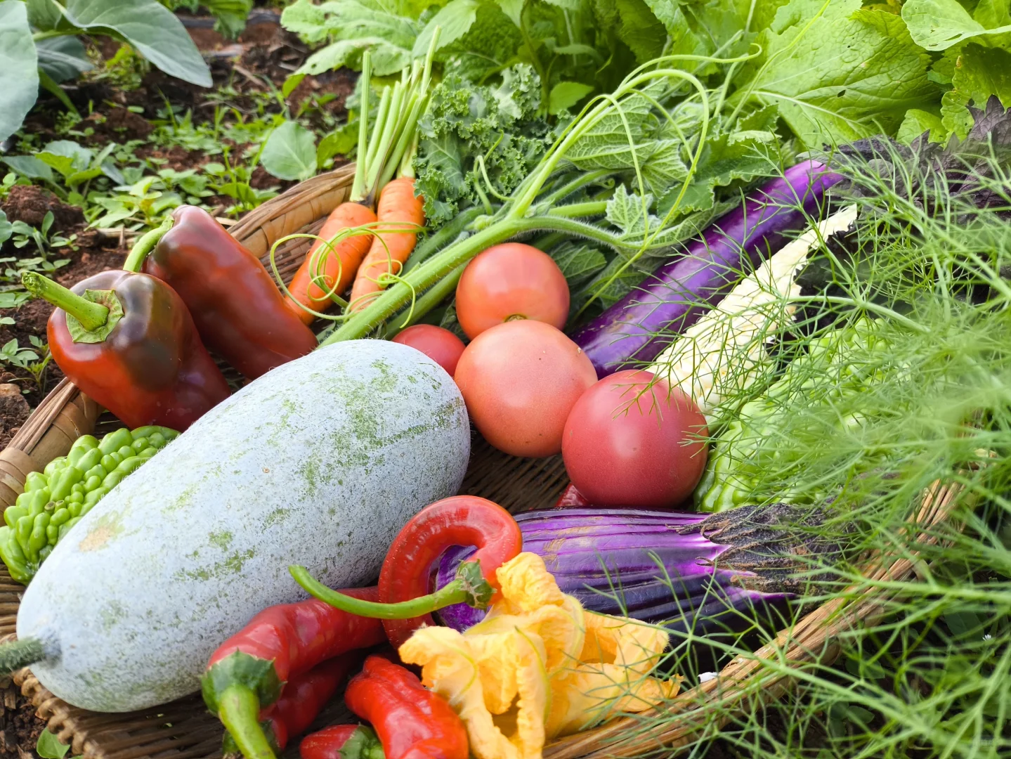 自从在农场租了菜地，我们实现绿色蔬菜自由