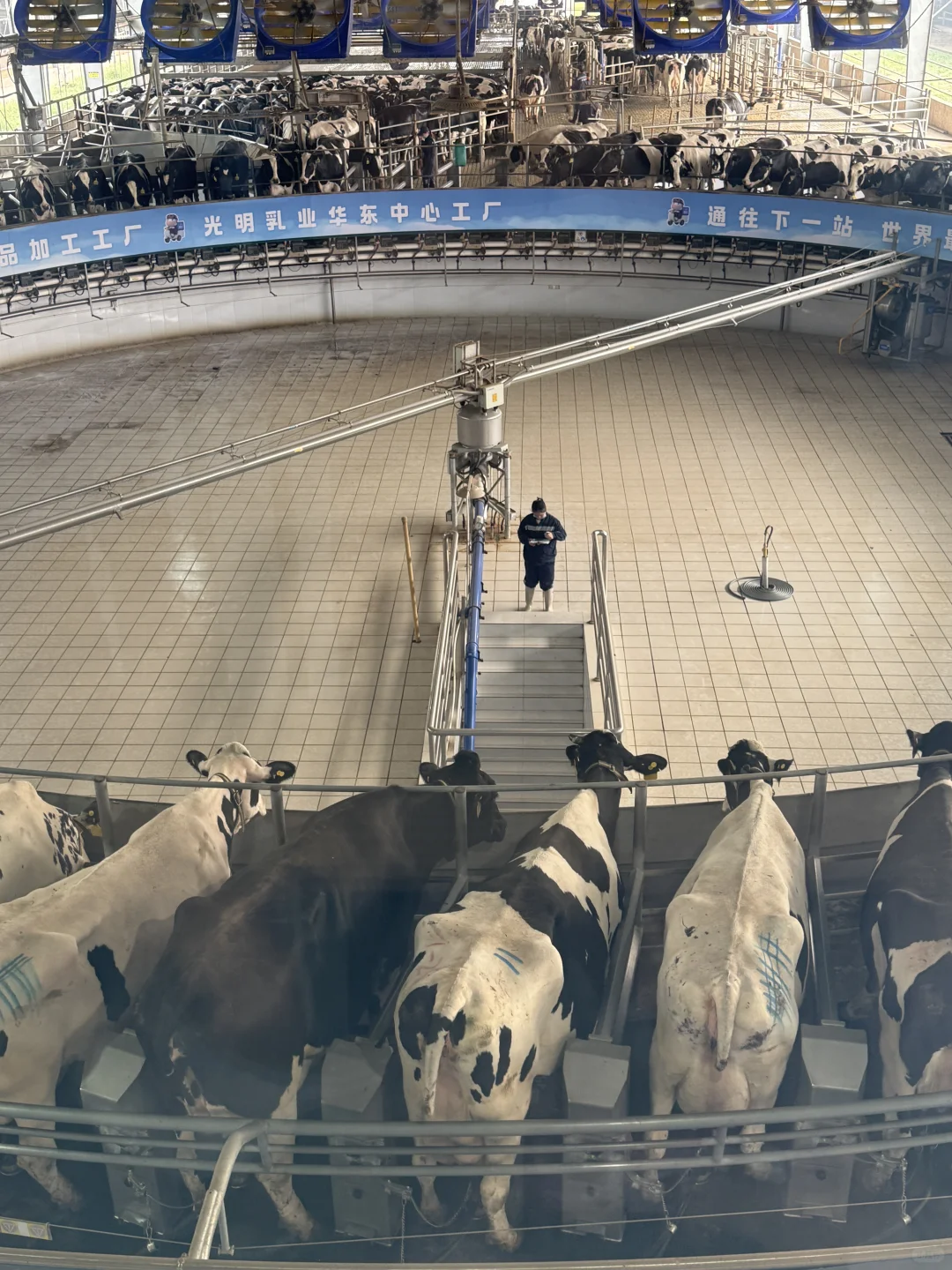 金山光明牧场｜上海周末免费遛娃