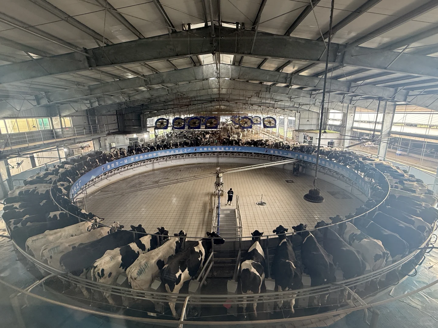 金山光明牧场｜上海周末免费遛娃