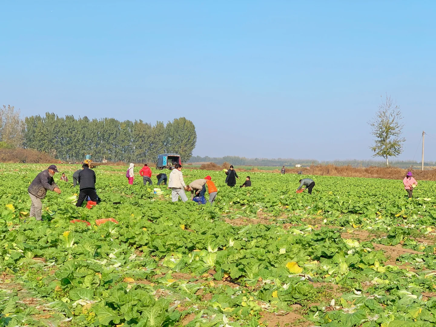 大兴免费捡白菜?位置在最后一张图片?