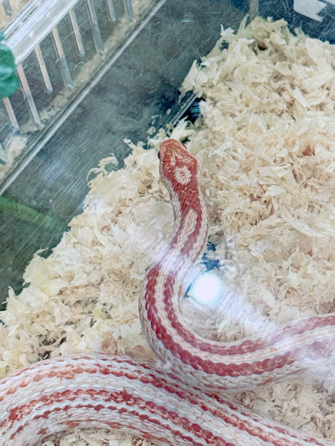 2025清迈宠物展第一天 老板视角带你云逛展