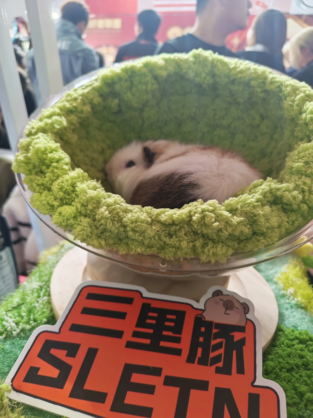 2025年upet有宠生活展