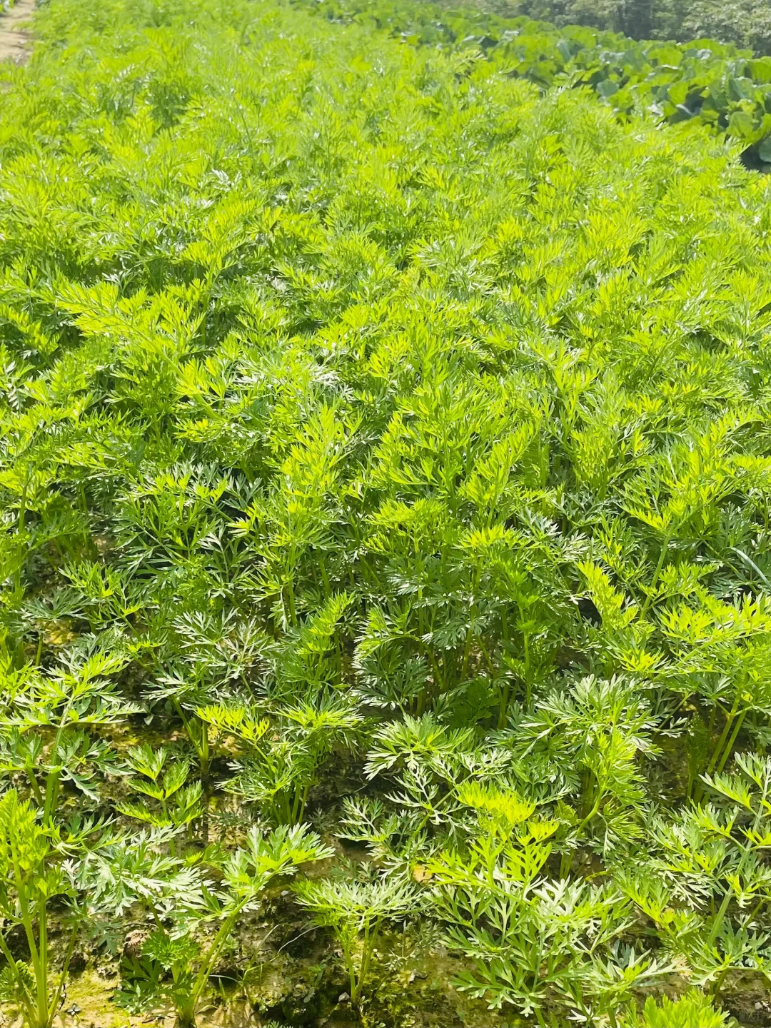 田园风光～好绿意 ?摘不完，根本摘不完