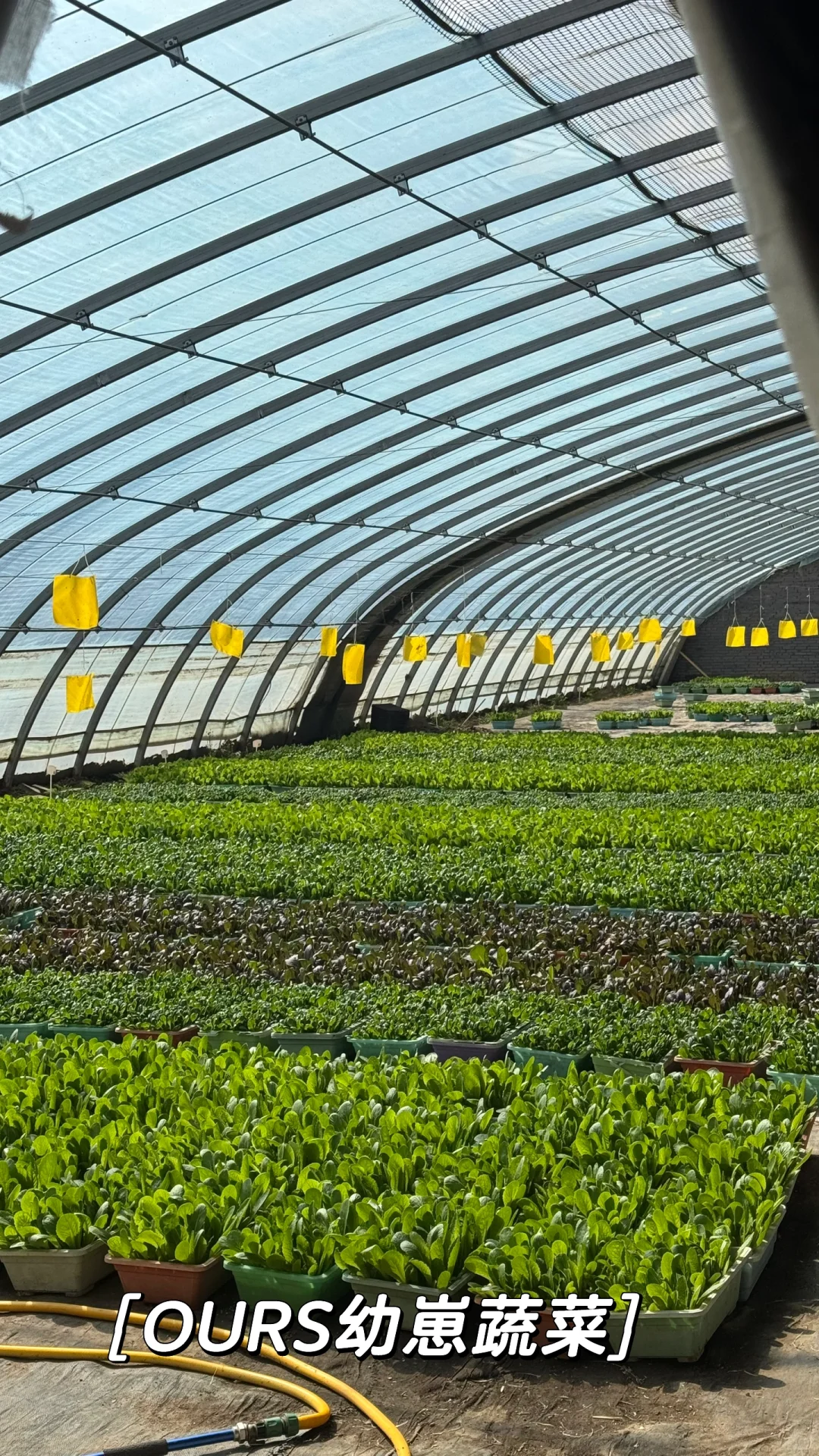 那些整整齐齐，超级治愈的蔬菜种植基地！