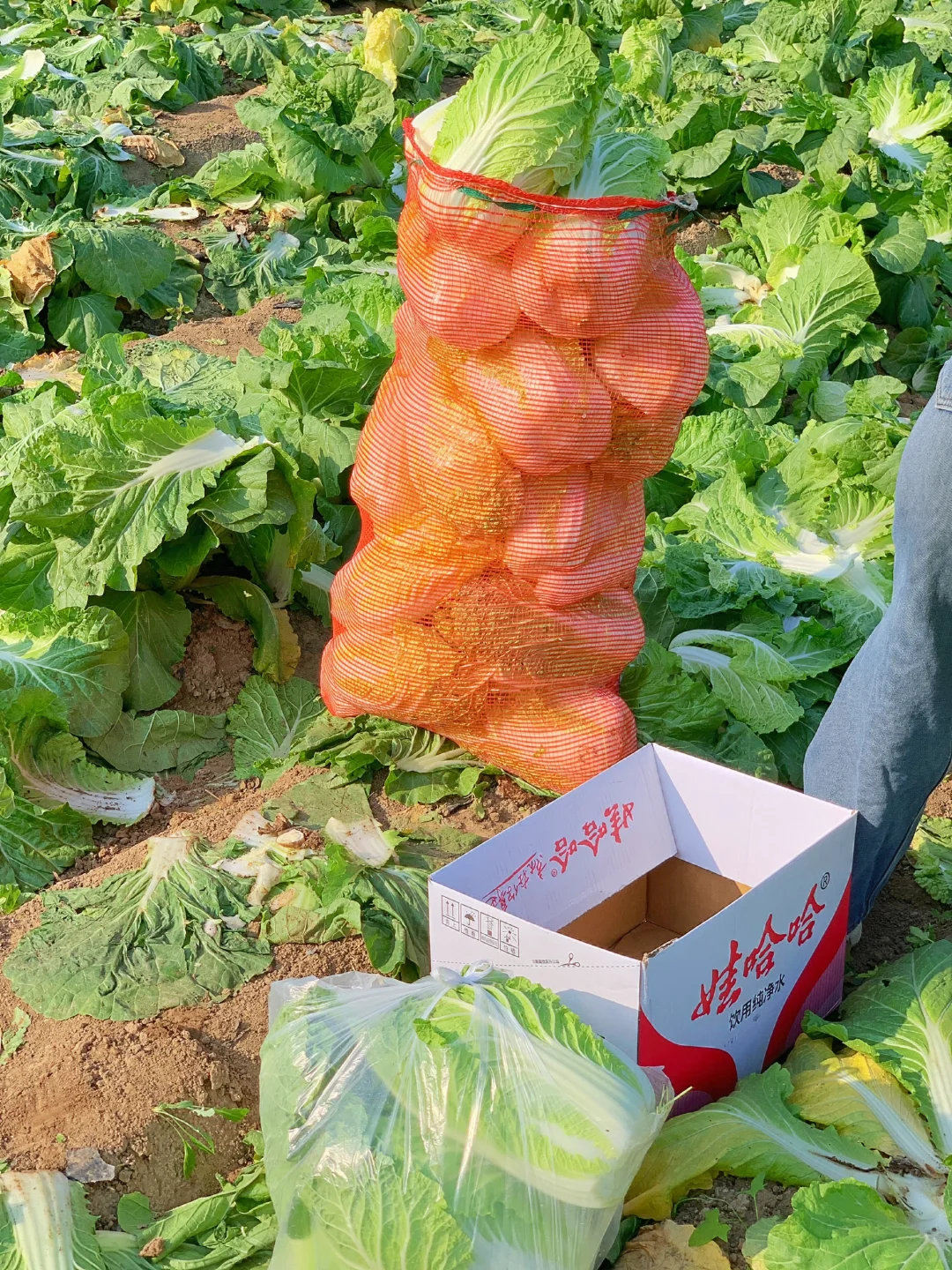 大兴免费捡白菜?位置在最后一张图片?