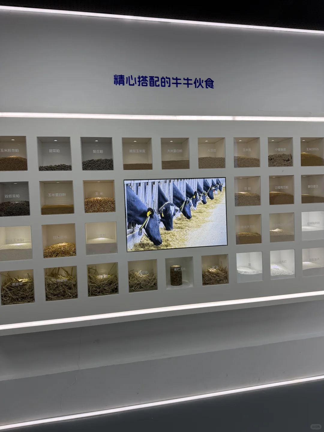 金山光明牧场｜上海周末免费遛娃