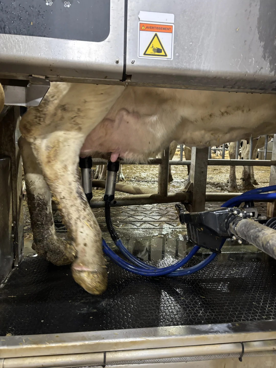 ??萨省农业 全自动牛奶厂 名不虚传