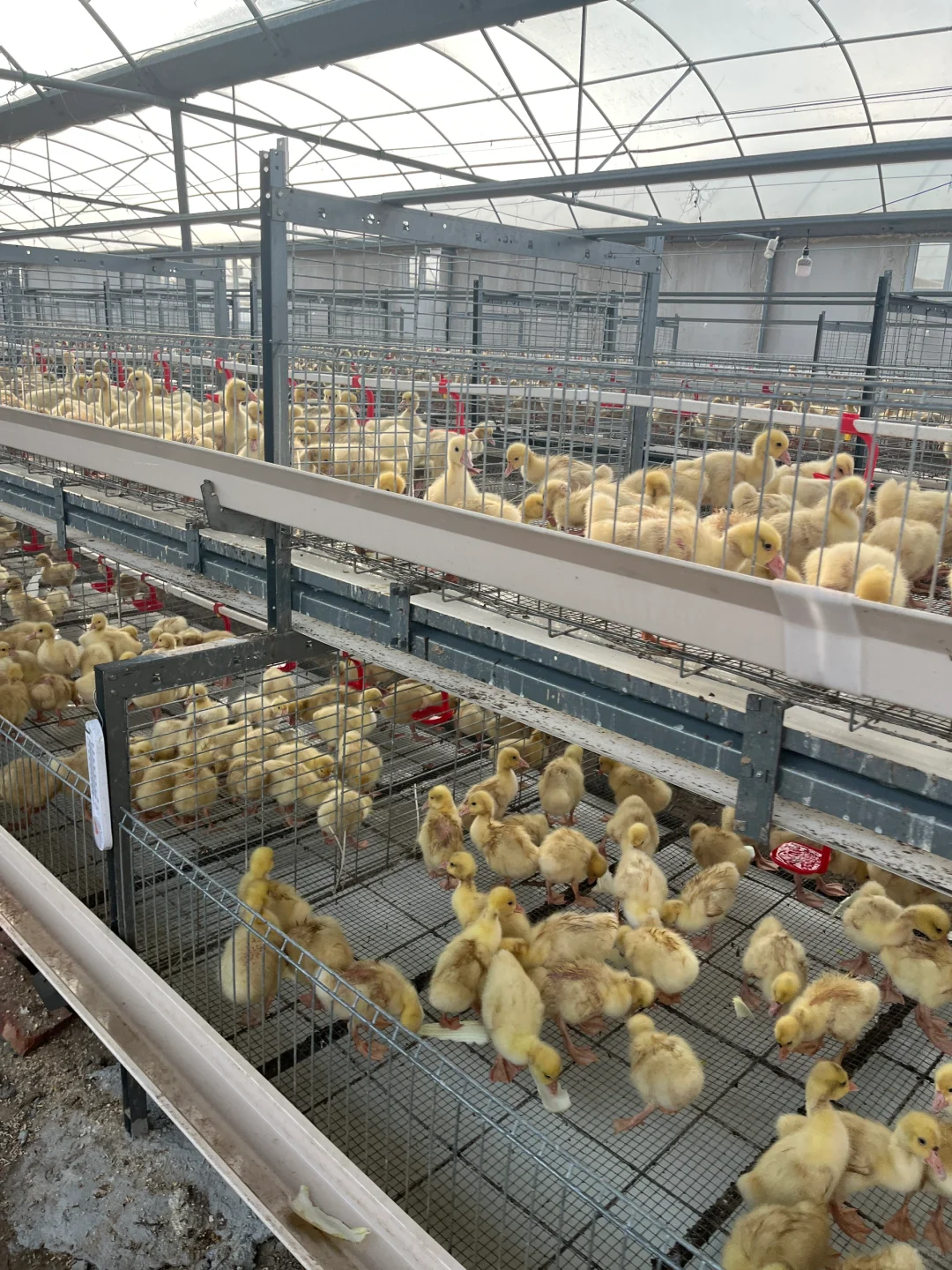 大批量鹅、脱温鹅苗