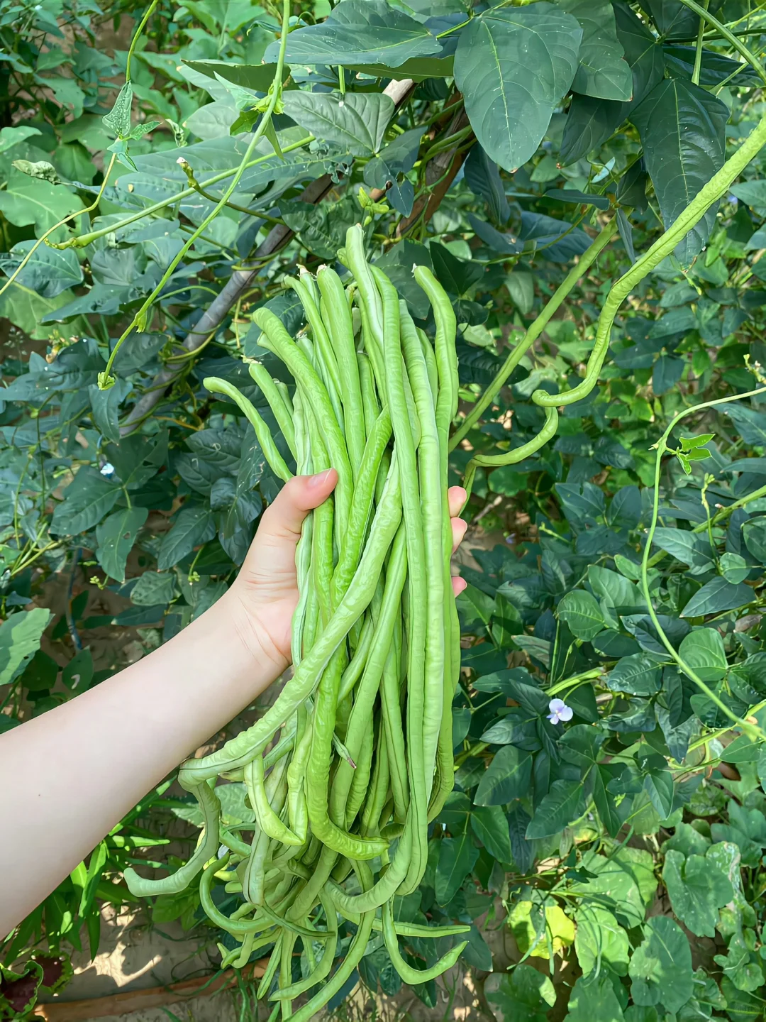 在山野里收获的蔬菜?