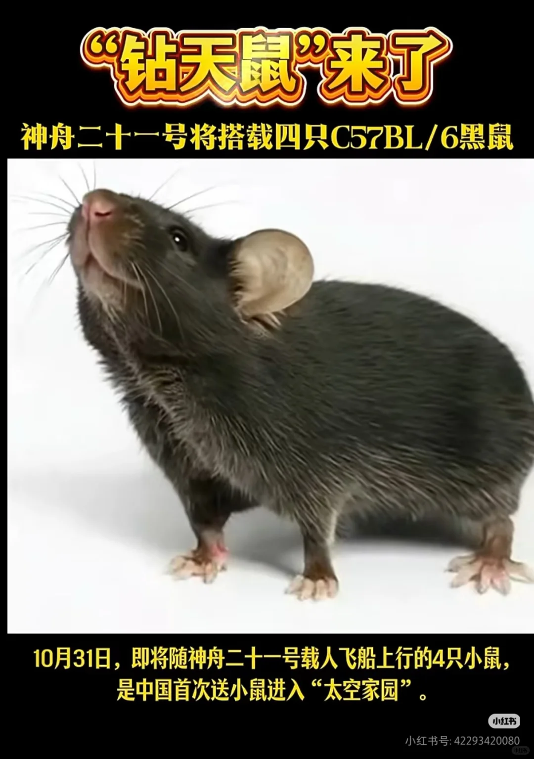 神舟二十一号载人飞船将携4只小鼠进入太空