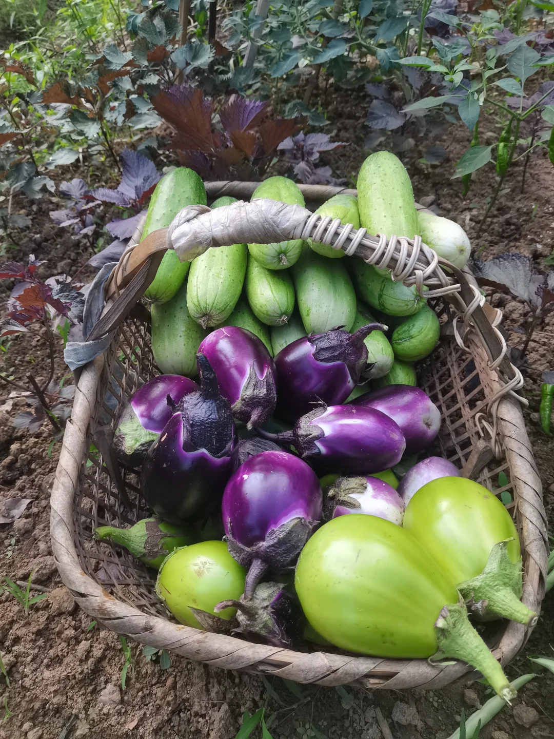 家里自种的小菜，谁会愿意看啊？?