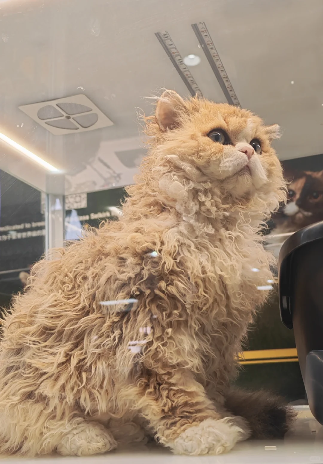 2025年upet有宠生活展