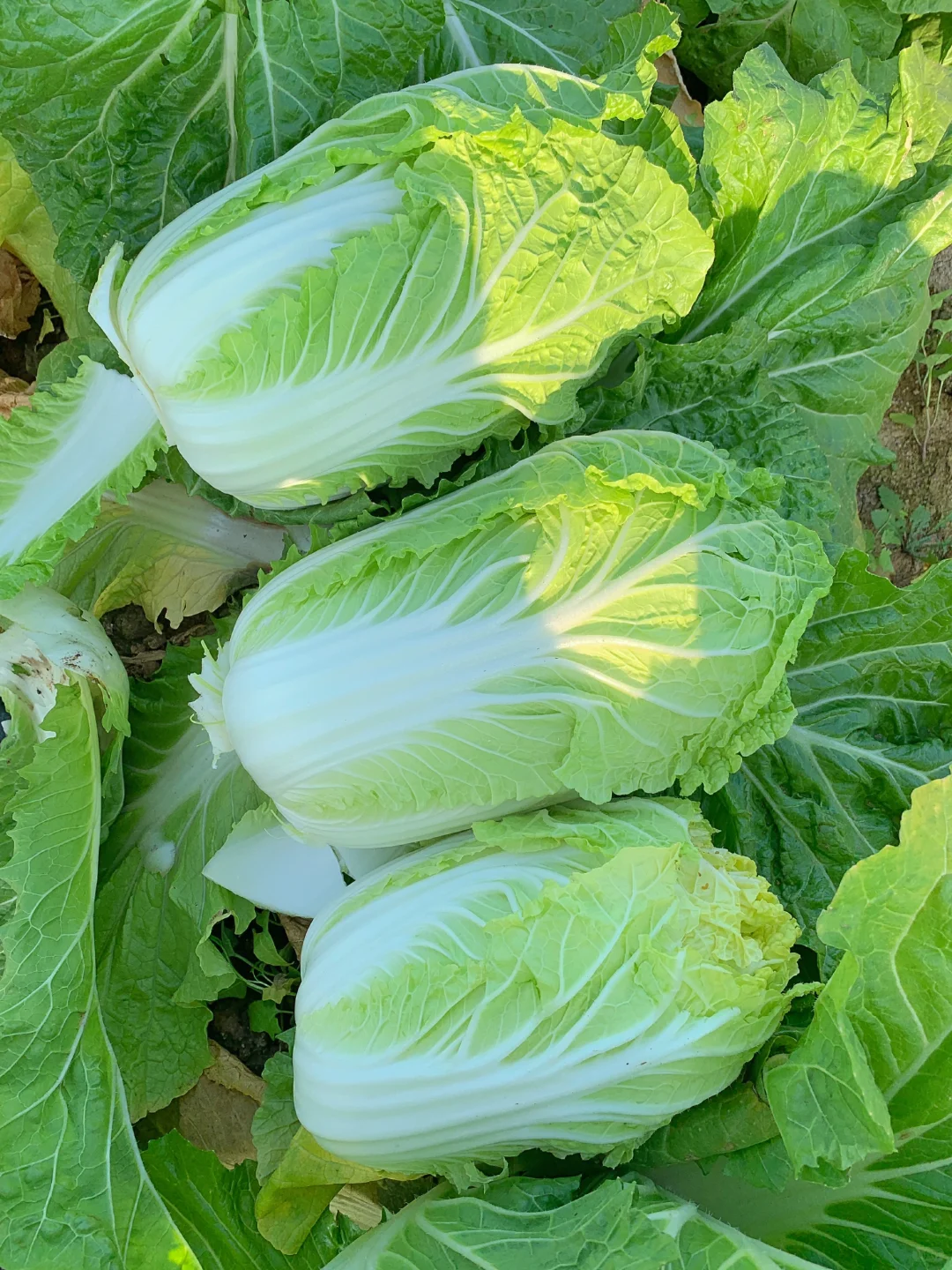 大兴免费捡白菜?位置在最后一张图片?