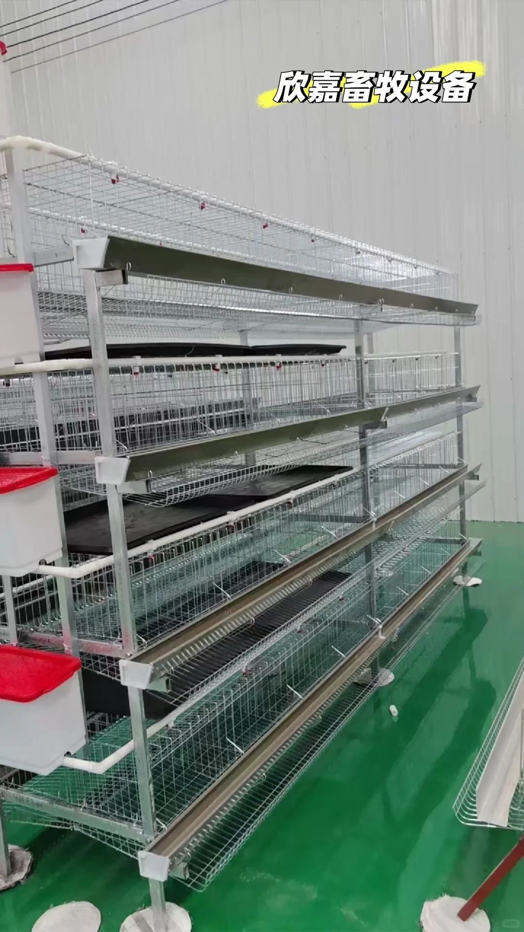 阶梯蛋鸡笼展示