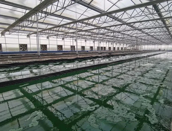 ?螺旋藻的奥秘✨—— 为什么养殖温度要控制在特定范围内??