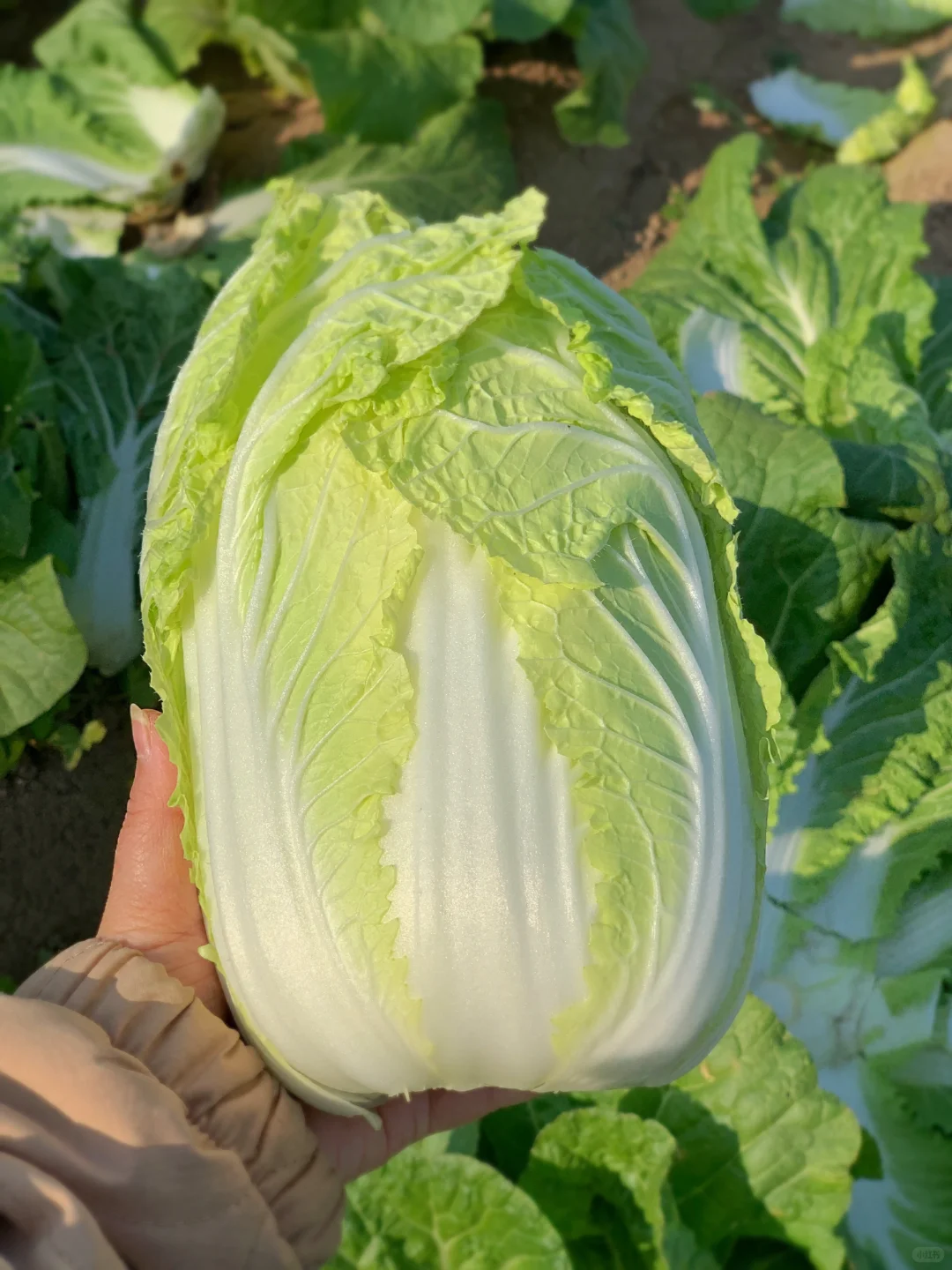 大兴免费捡白菜?位置在最后一张图片?