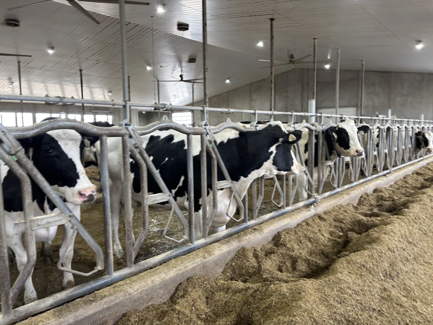 ??萨省农业 全自动牛奶厂 名不虚传