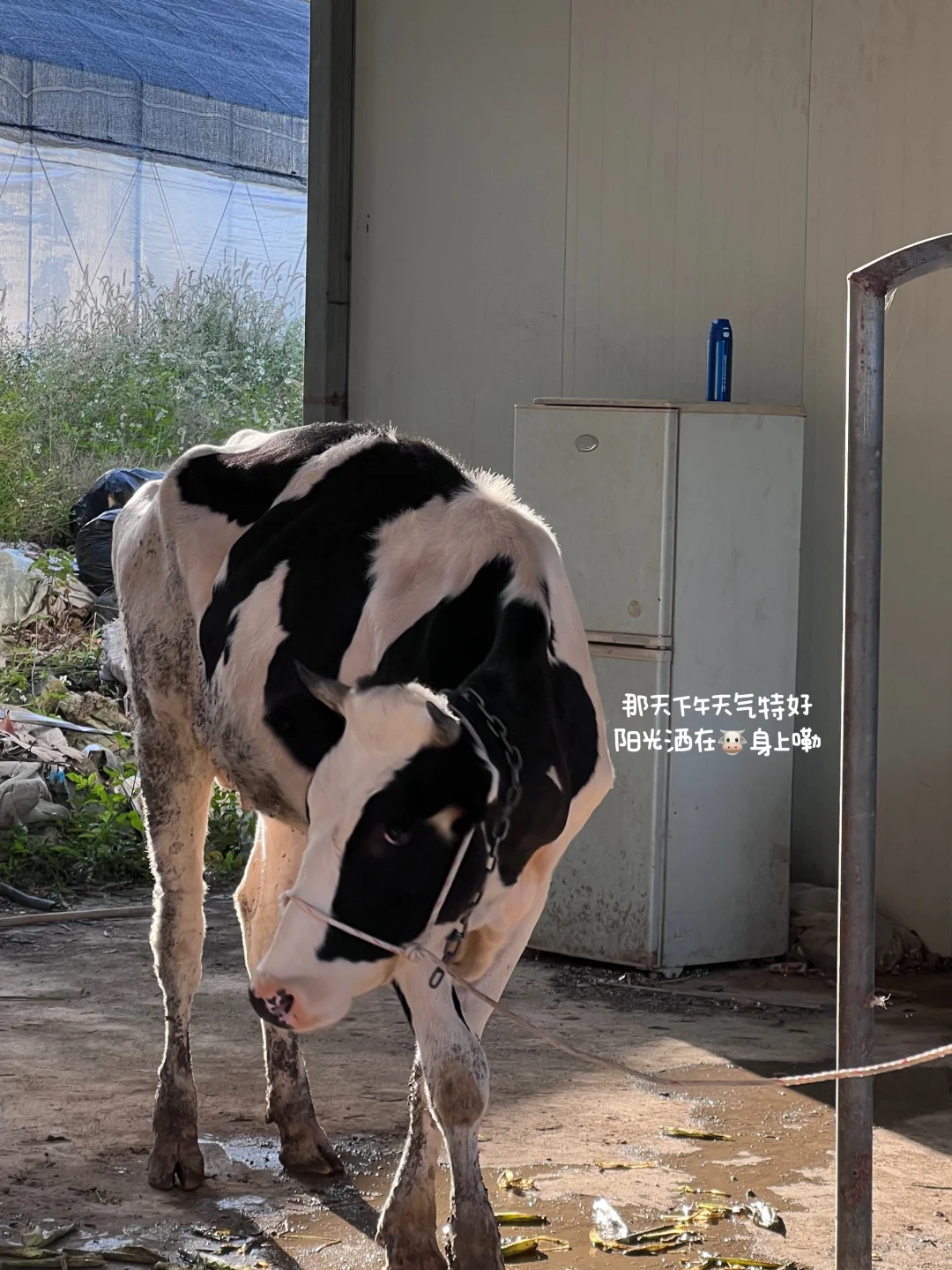 兽医系?牛场实践我会假装自己是个chillguy