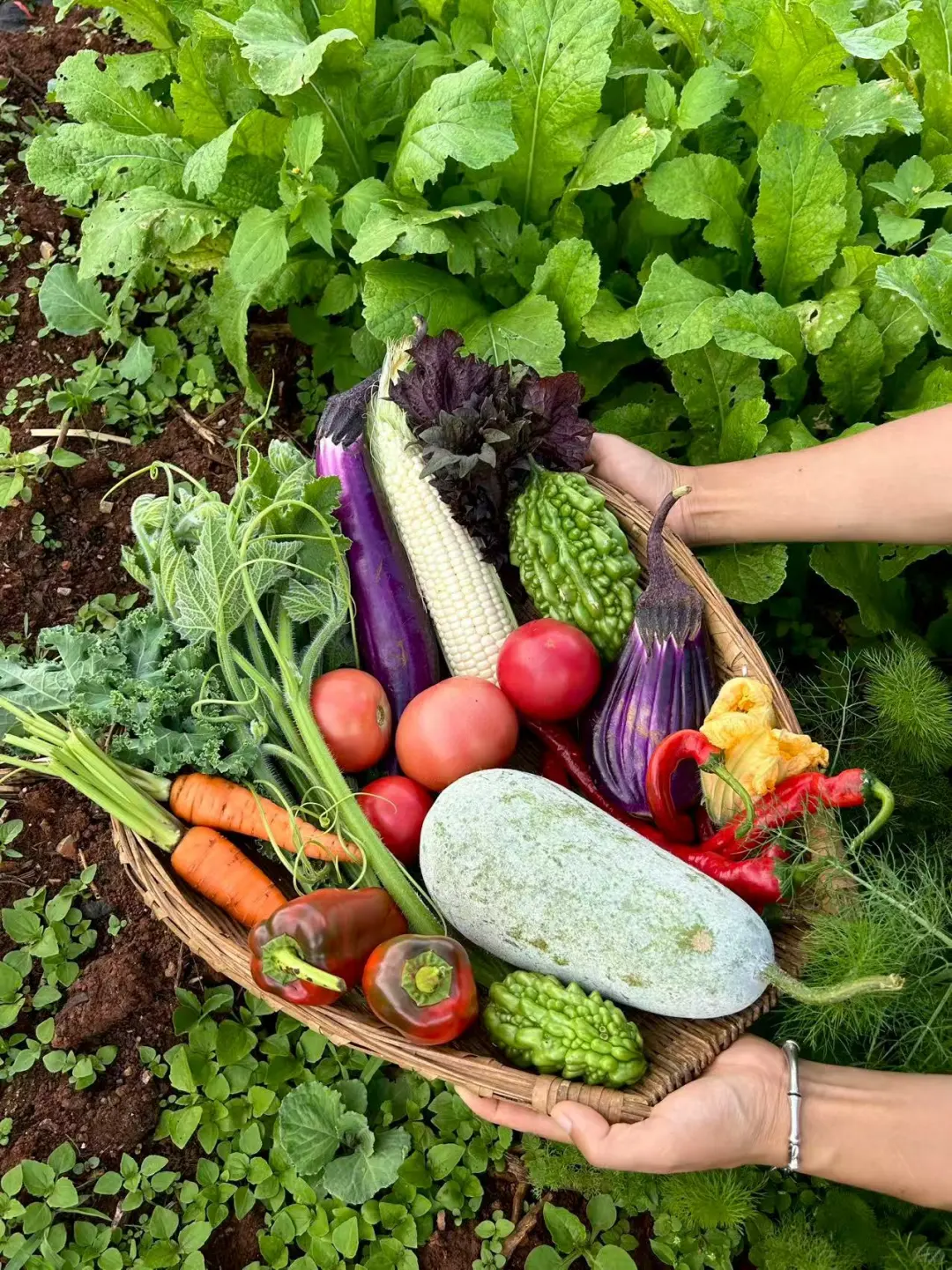 自从在农场租了菜地，我们实现绿色蔬菜自由