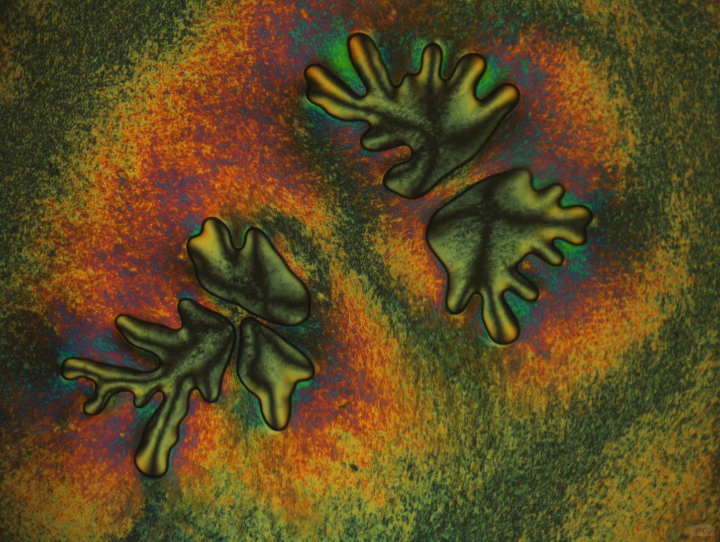 显微镜下的艺术 —— 液晶织构