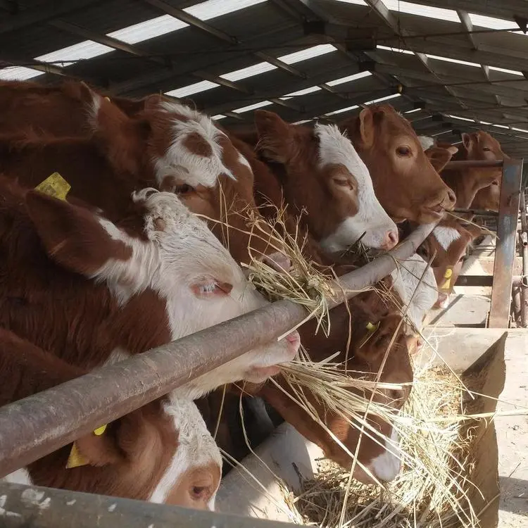 养殖西门塔尔牛