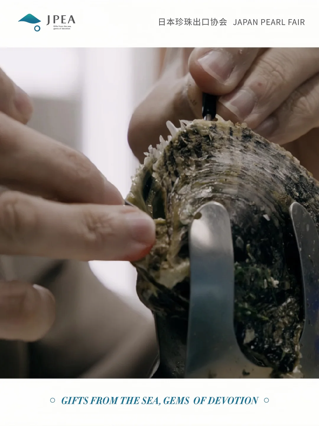 日本珍珠的魅力，从这里开始