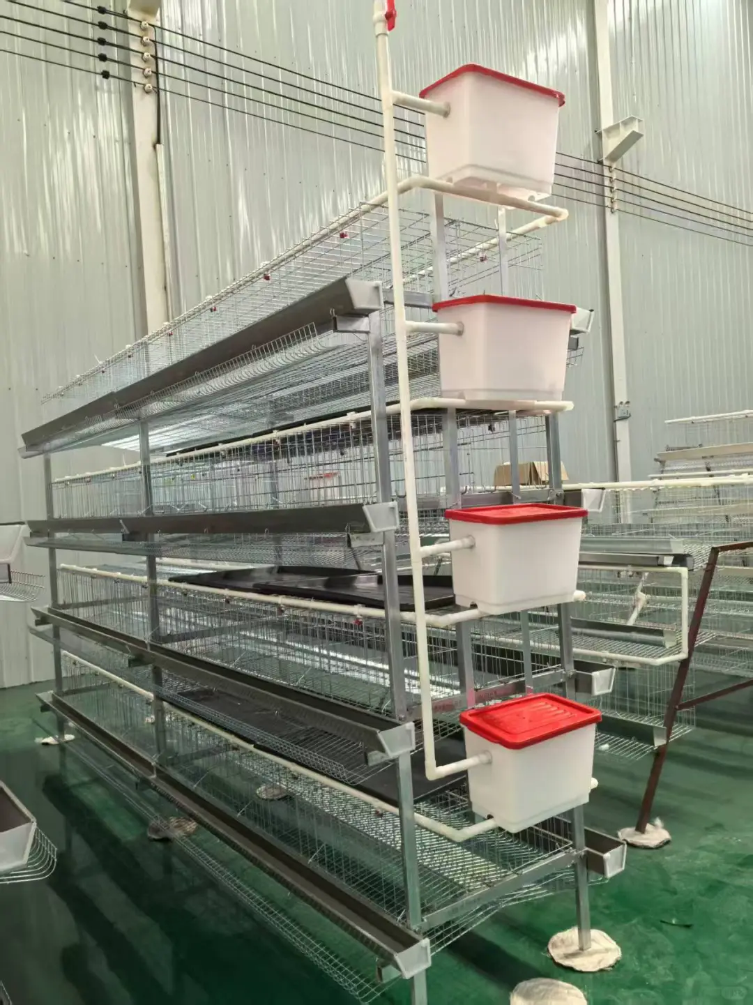 阶梯蛋鸡笼展示