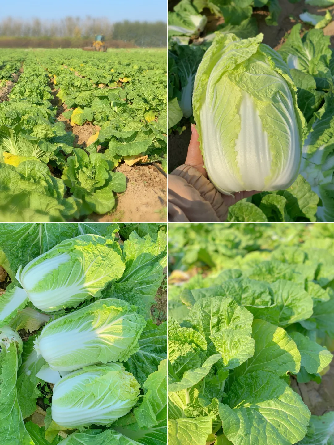 大兴免费捡白菜?位置在最后一张图片?