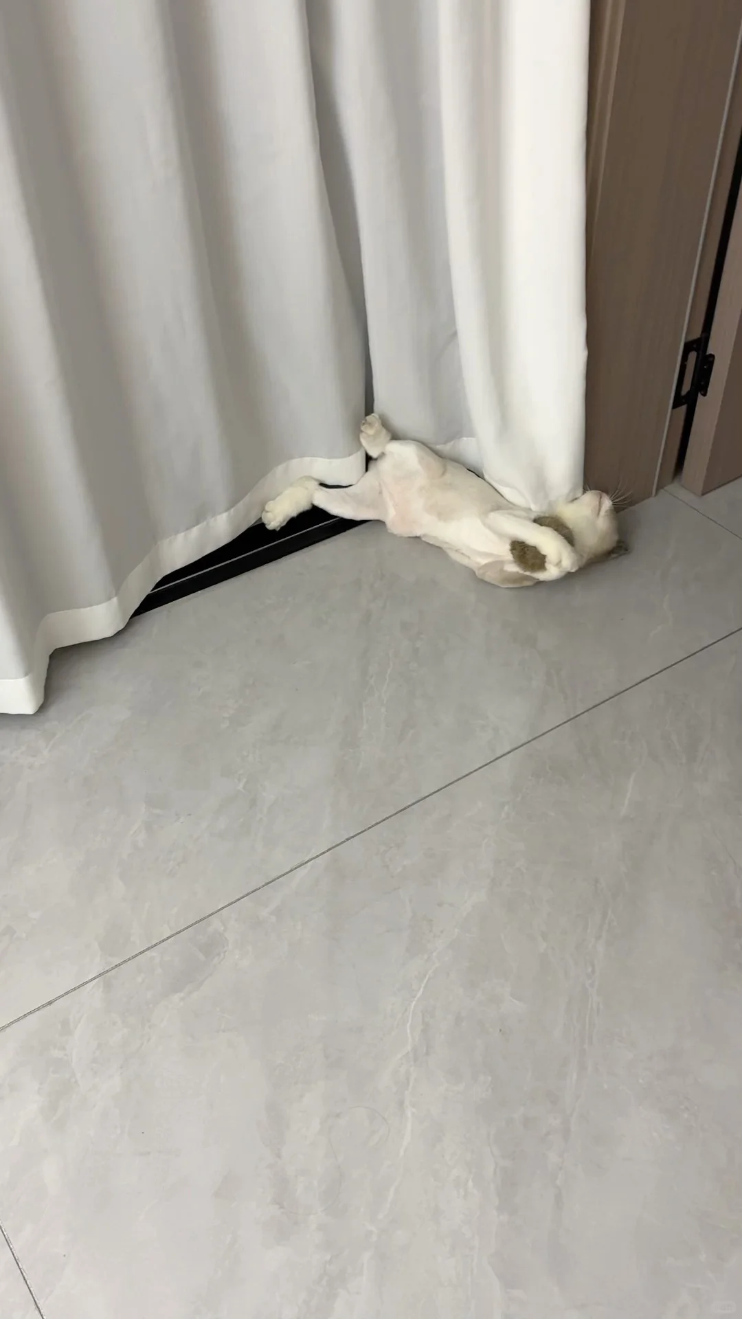 从“宠物”到“猎手”，只差一个玩具的距离。