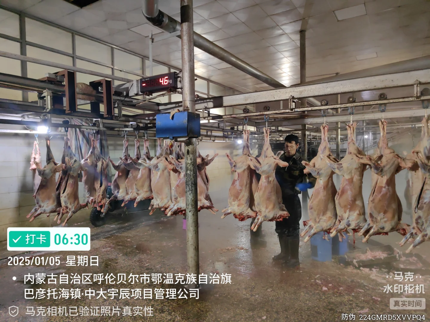 一箱一只羊 整只分割羊礼盒送给那个重要人