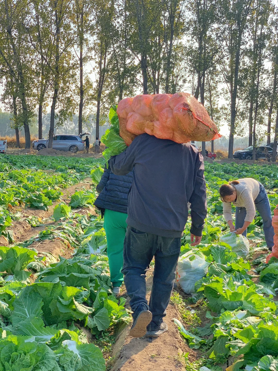 大兴免费捡白菜?位置在最后一张图片?