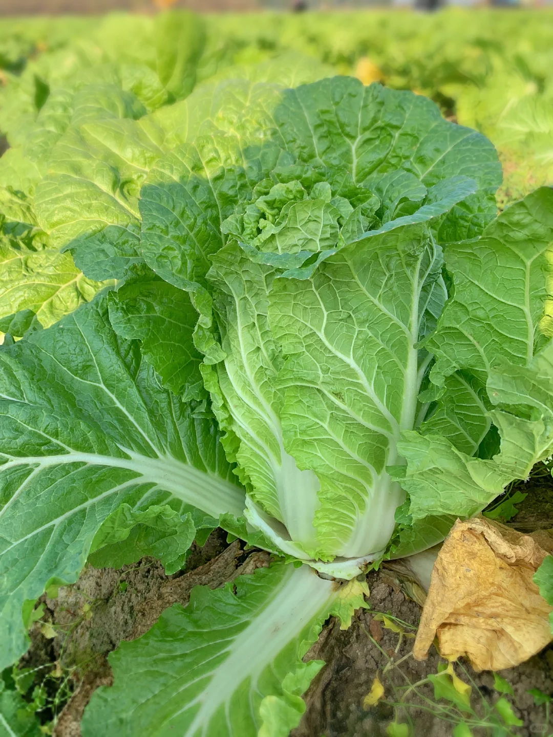 大兴免费捡白菜?位置在最后一张图片?