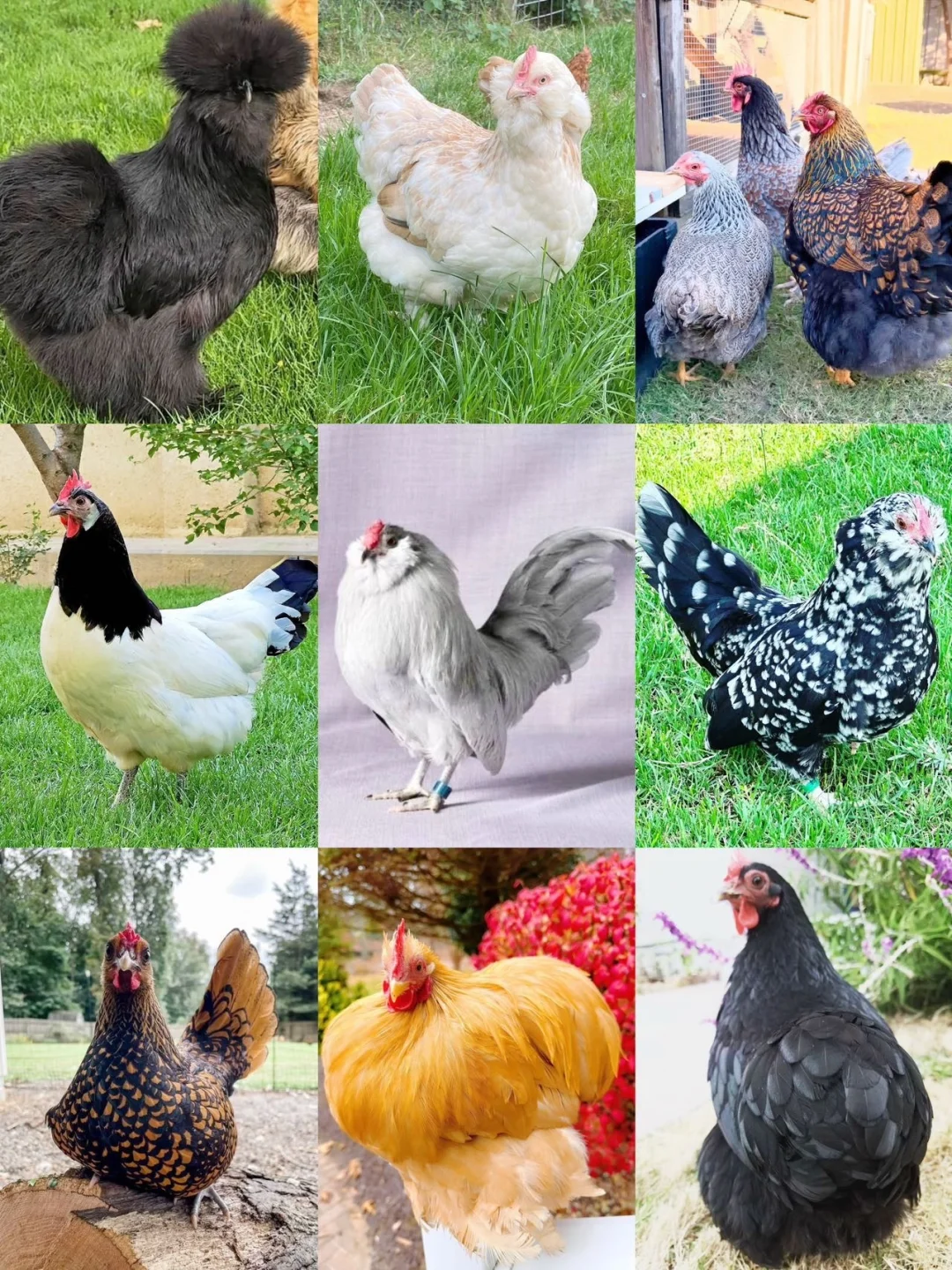 有无一起去宠物鸡展的