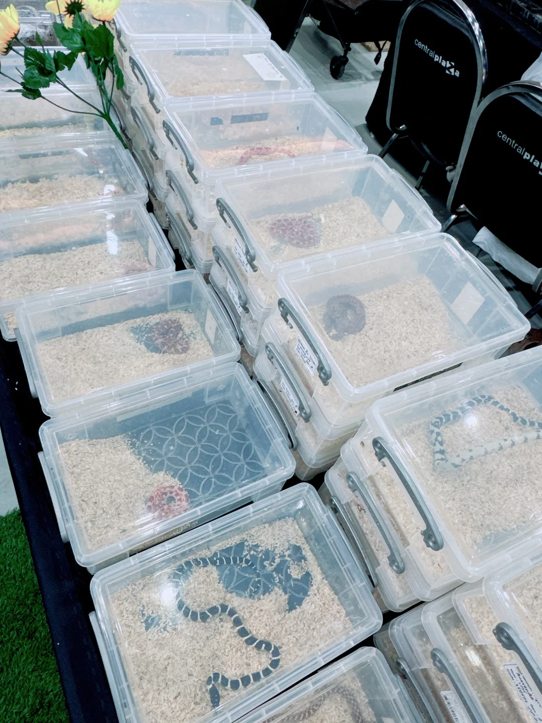 2025清迈宠物展第一天 老板视角带你云逛展