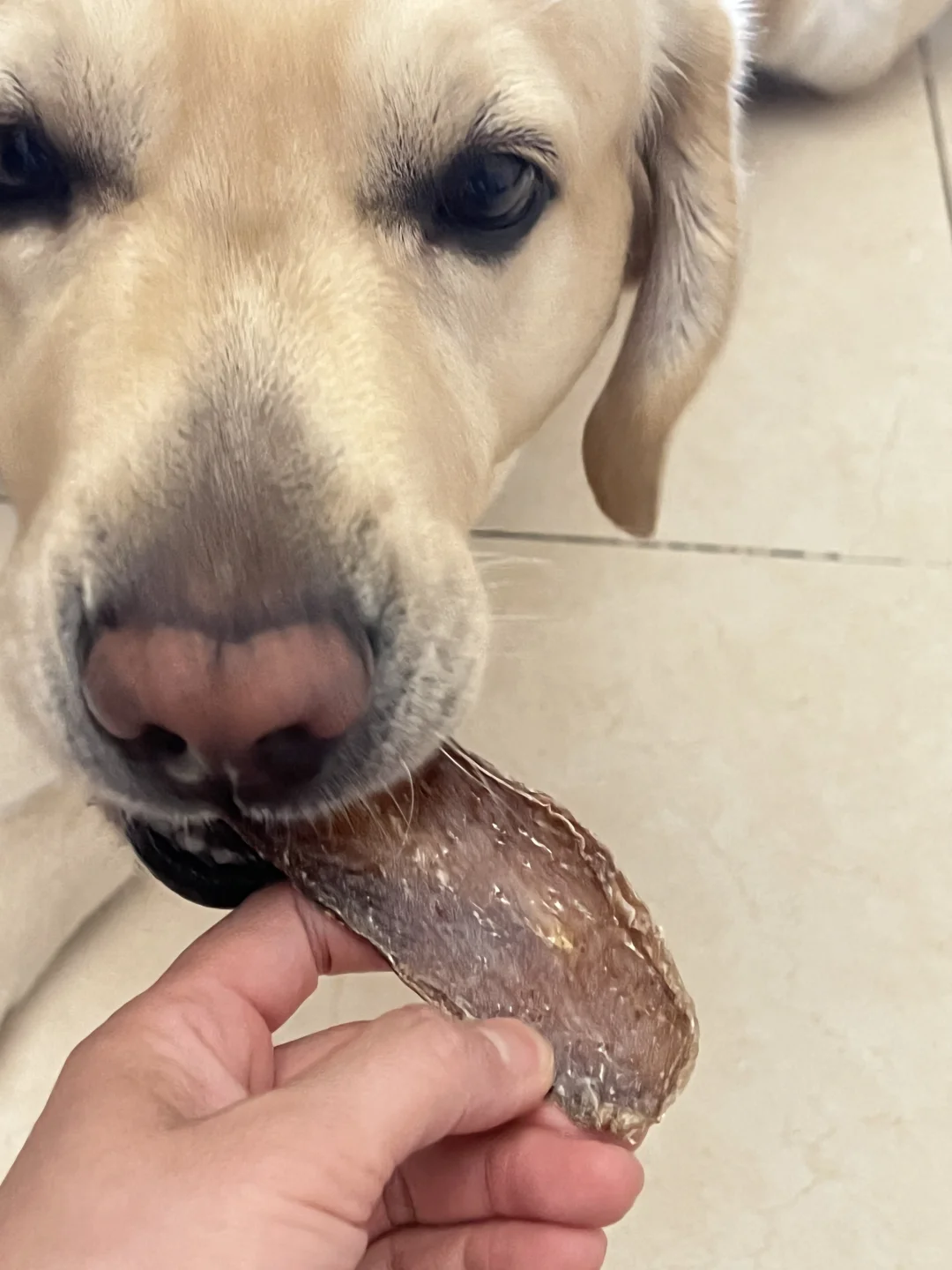 整个人都是生鸭肉味?