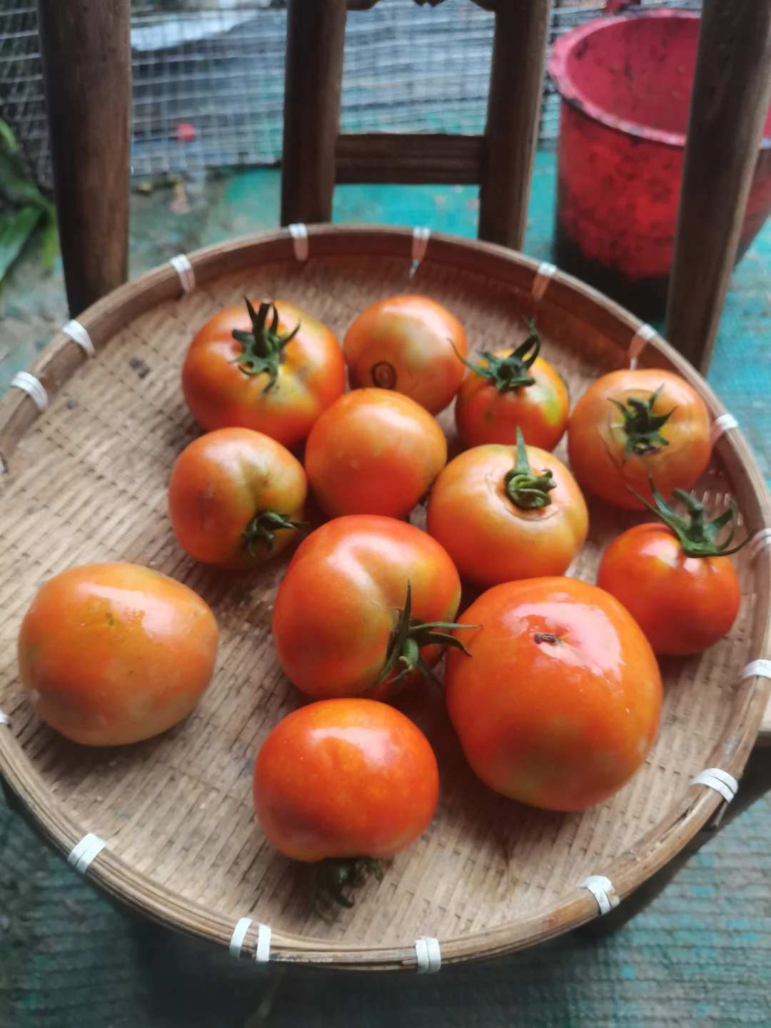 家里自种的小菜，谁会愿意看啊？?