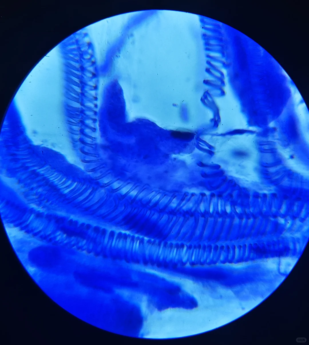 植物叶片中运输物质的管道