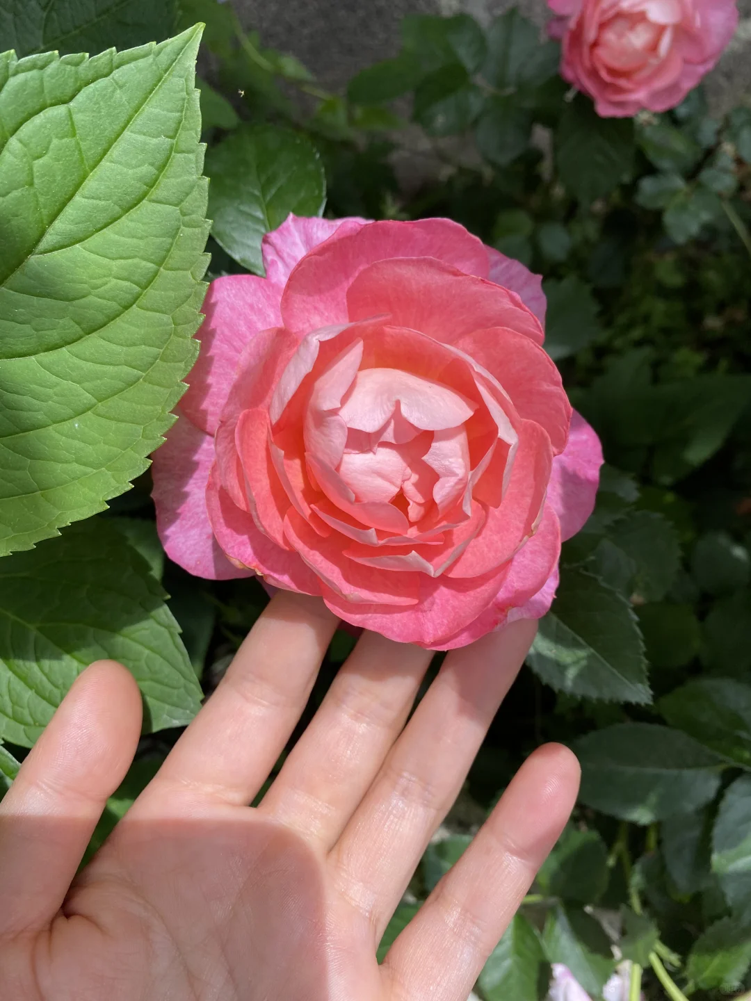 久违的乡村市集