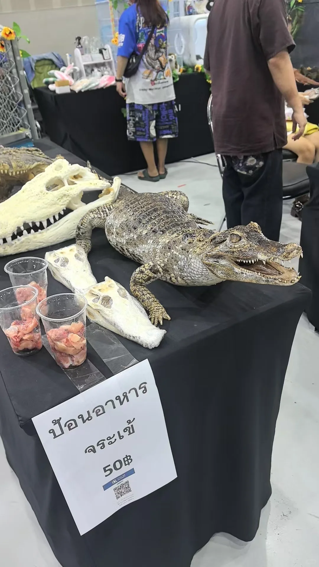 2025清迈宠物展第一天 老板视角带你云逛展