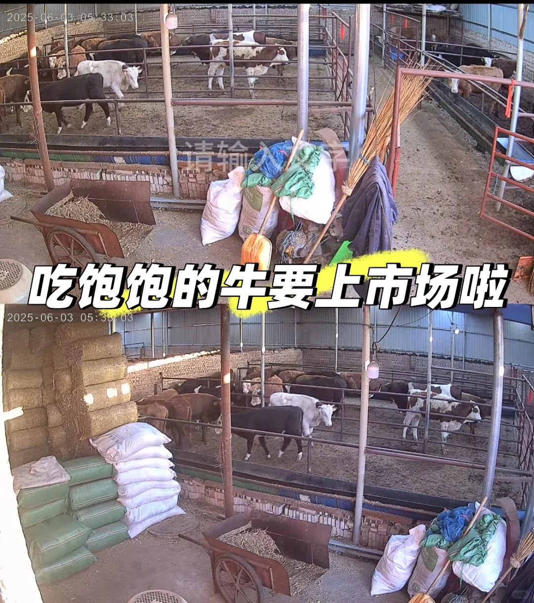 张北牛市牛源，价格合适