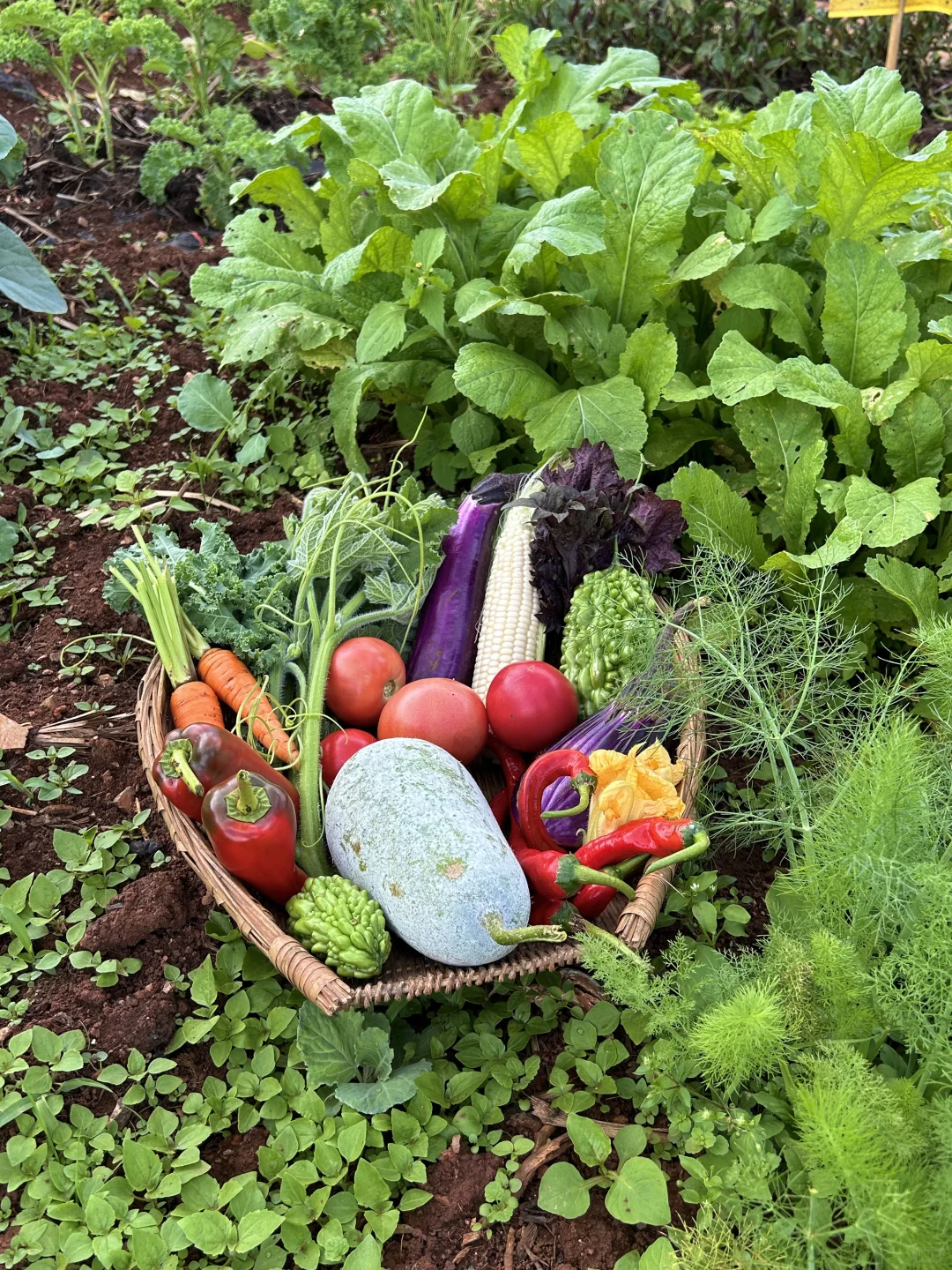 自从在农场租了菜地，我们实现绿色蔬菜自由