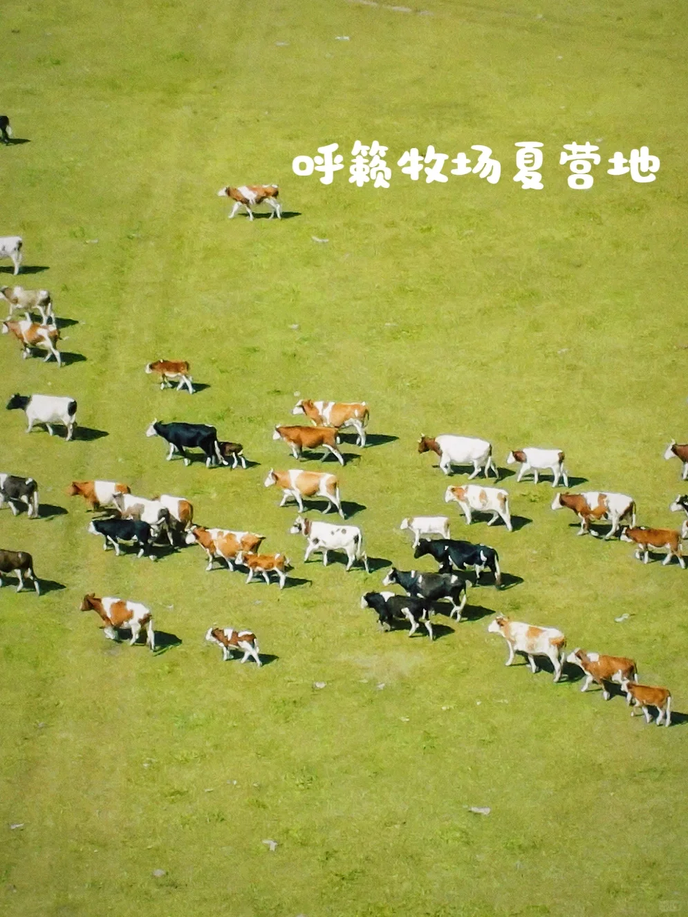 来自草原的90后牧场主说一说羊肉行业的秘密