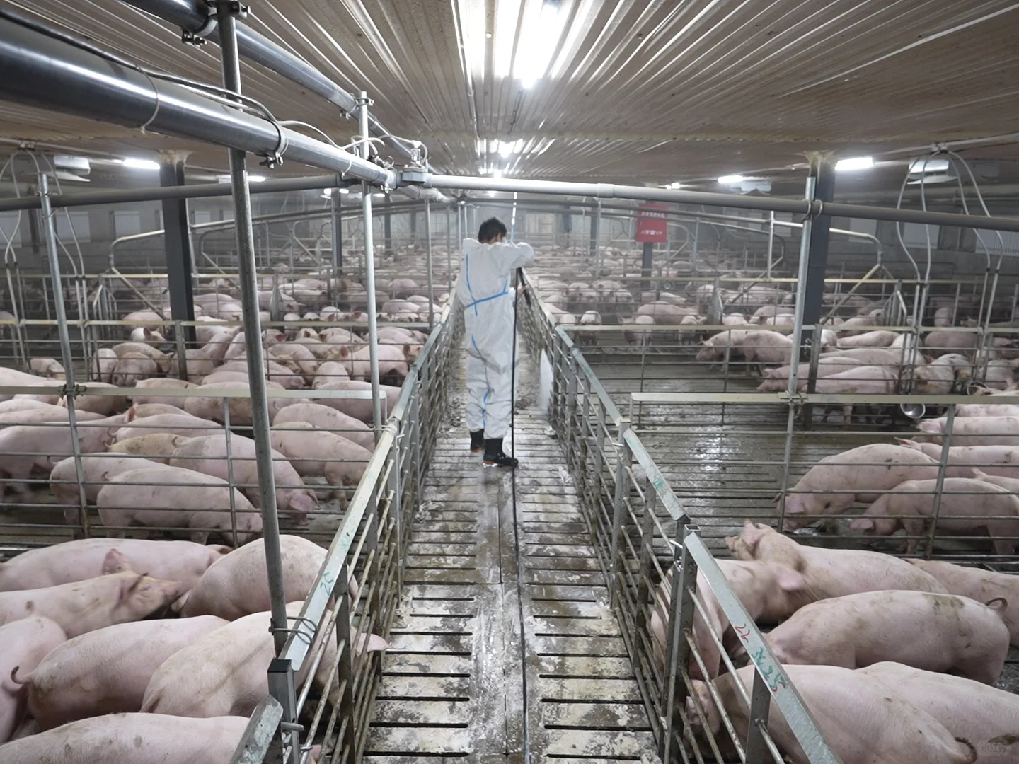前两天去朋友家猪场，现在养猪都这么高科技