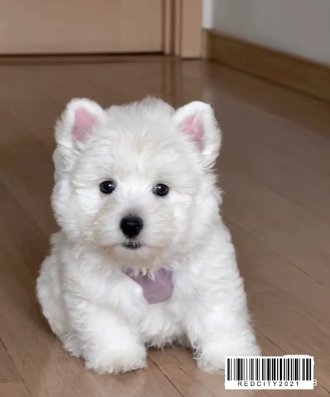 原来小红书真的能做宠物经济