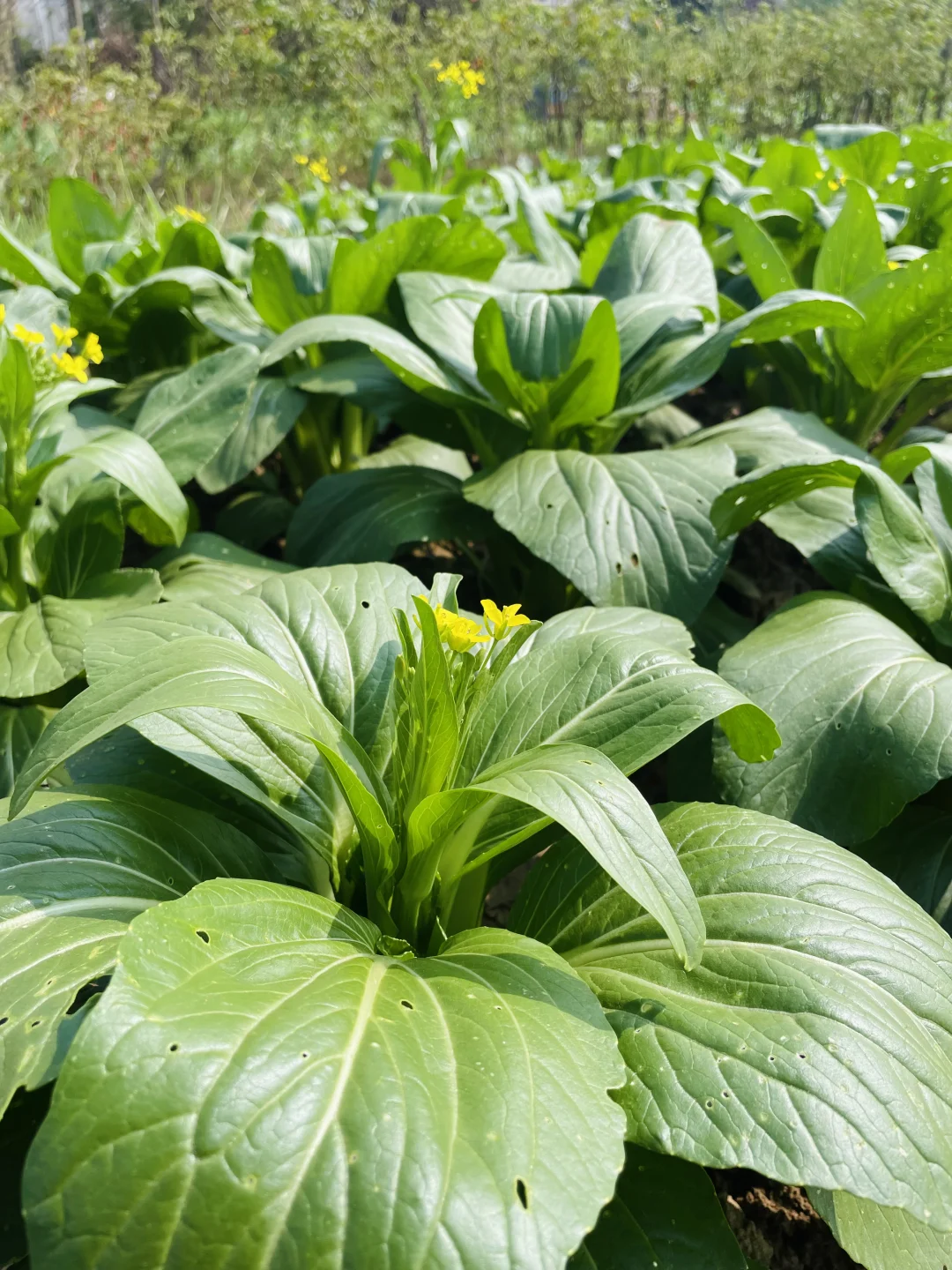 田园风光～好绿意 ?摘不完，根本摘不完