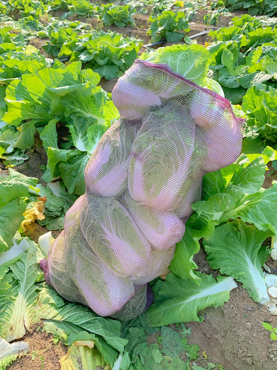 大兴免费捡白菜?位置在最后一张图片?