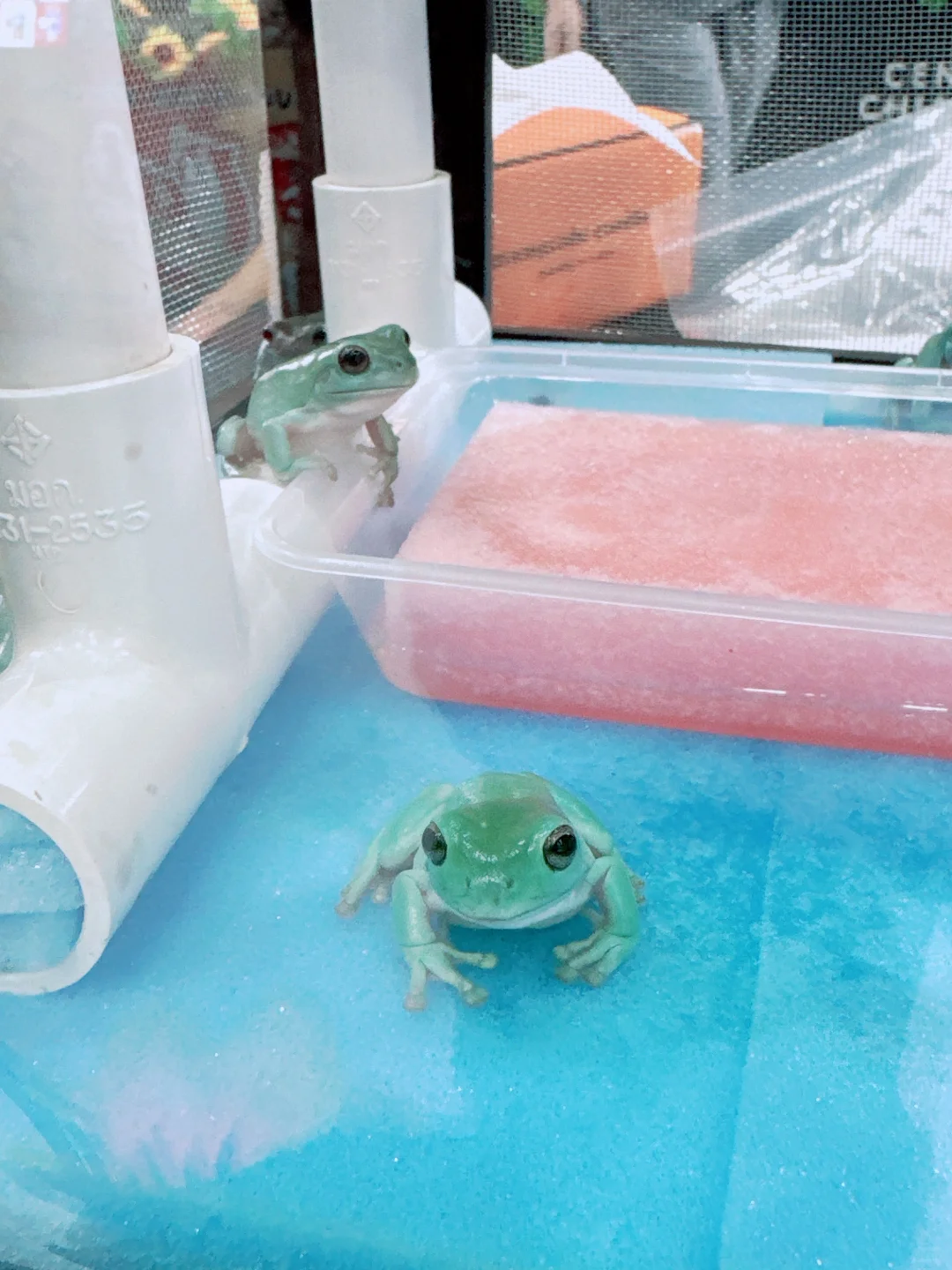 2025清迈宠物展第一天 老板视角带你云逛展