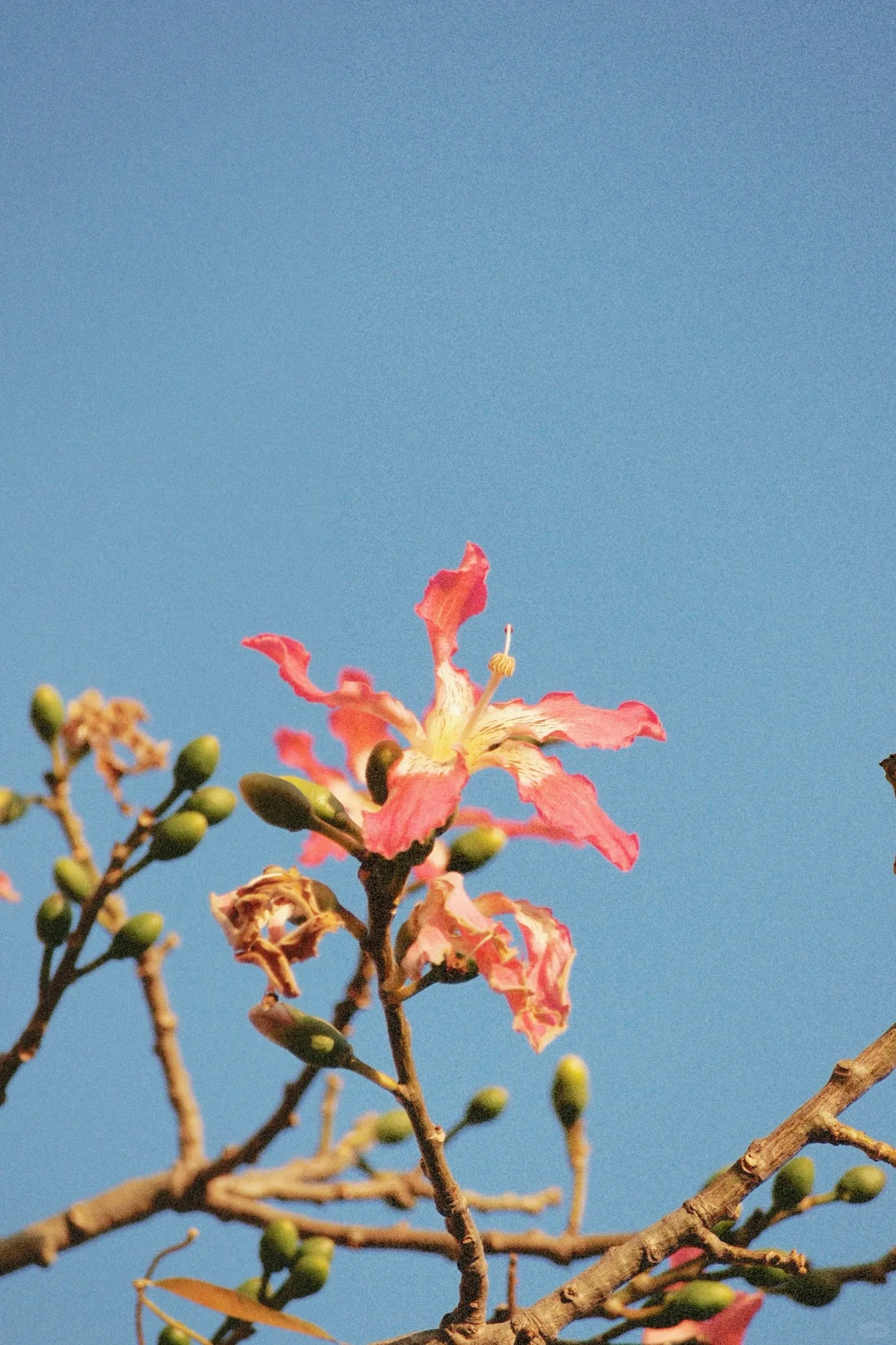 300?捡漏的奥林巴斯，出片颜色超好看