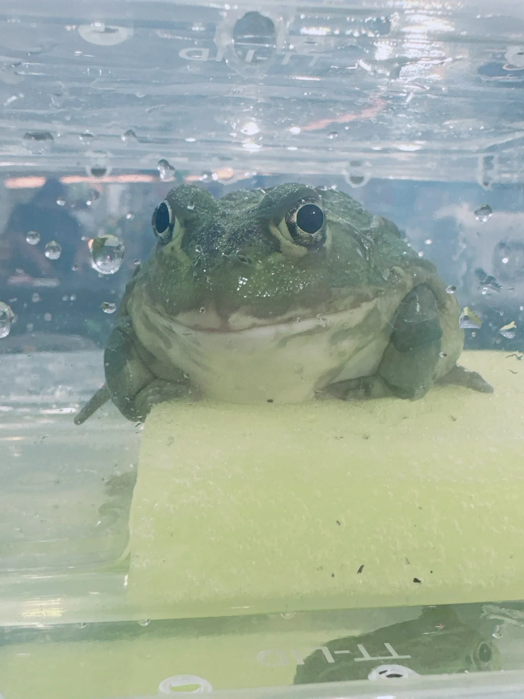 2025清迈宠物展第一天 老板视角带你云逛展